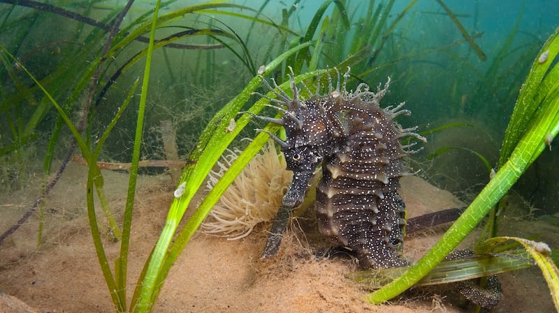 A female spiny seahorse shelters in a meadow of common eelgrass - a form of seagrass. Photograph: Alexander Mustard