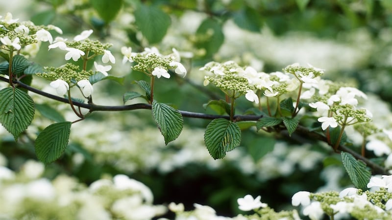 Known as the Wedding Cake tree or the Japanese snowball bush, Viburnum plicatum f. tomentosum is a deciduous shrub with elegant, creamy-white lacy flowerheads