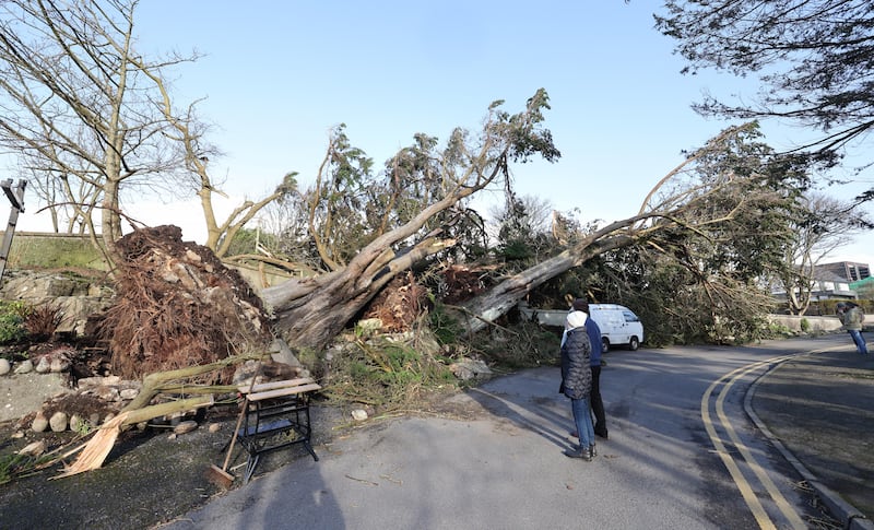 Trees blown down at Rockbarton North, Sal;thill, Galway during storm Éowyn. Photograph: Joe O'Shaughnessy