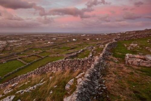 Aran Islands cattle shipped to Mayo due to severe water and fodder shortages