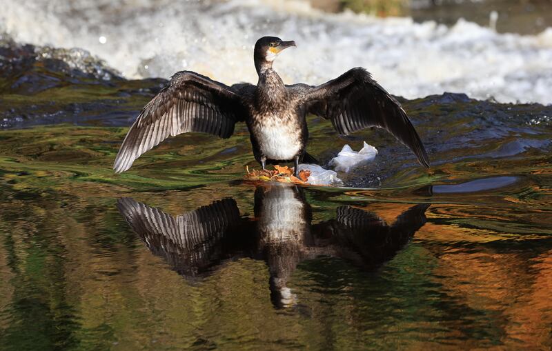 A cormorant with wings outstretched reflected in the Dodder at the Rathfarnham Weir. Photograph: Nick Bradshaw/The Irish Times