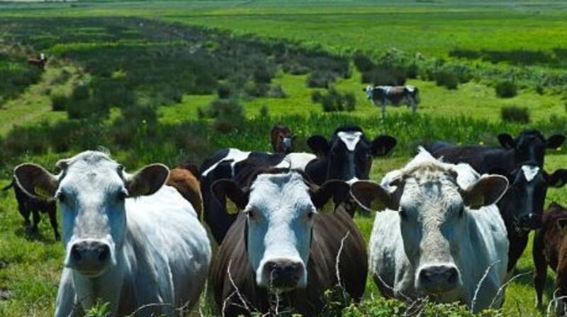 Northern Ireland and the Republic are effectively treated as an all-island unit when it comes to animal health and veterinary checks since the BSE and foot-and-mouth outbreaks.  File photograph: Getty Images