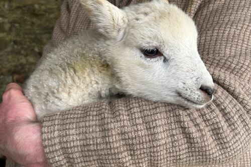 The Cladóir sheep, presumed extinct, has rejoined the close-knit Connemara fashion flock