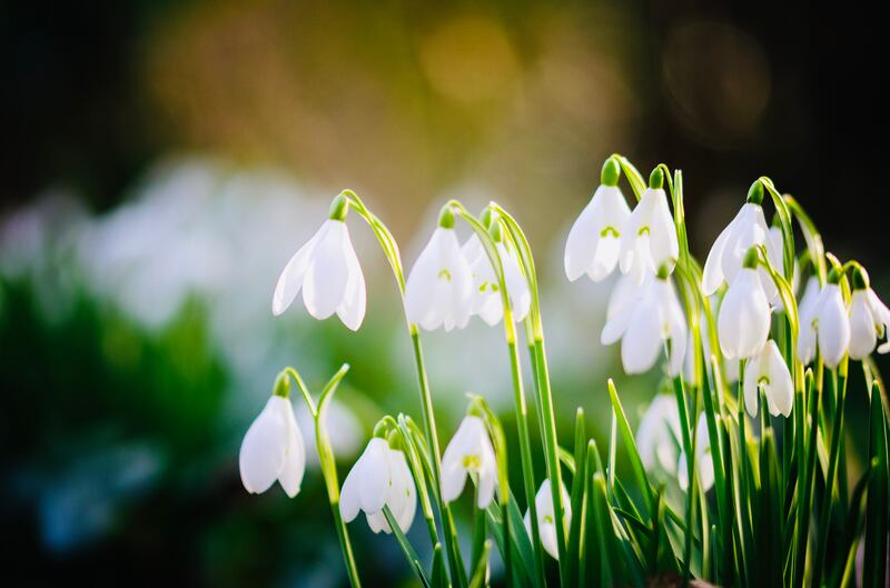 Naturalised snowdrops. Photograph: Trudie Davidson/Getty