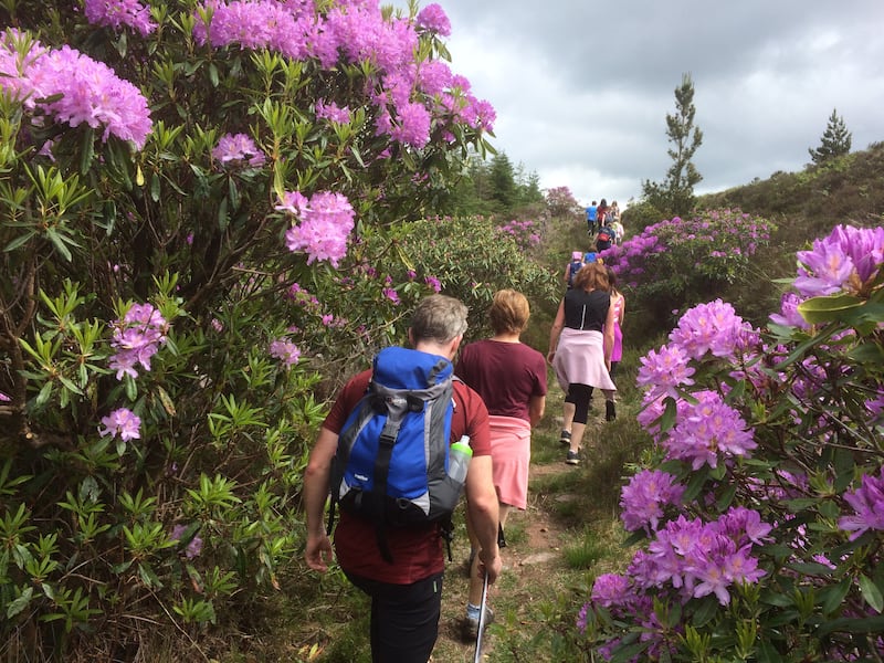 Rhododendron Walking Festival