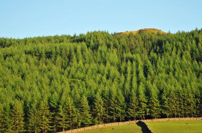 Since the 1950s Sitka Spruce has become the most widely planted commercial species in Ireland, including on the peaty soils in the west that we should be protecting. Photograph: Getty Images