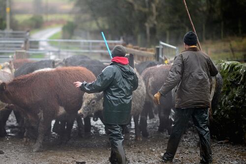 One-third of Irish farms at risk in no-deal Brexit, says study