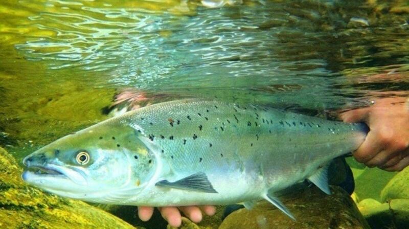 Salmon catch and release.