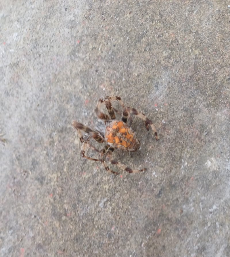 Red garden spider. Photograph supplied by Gina Moran