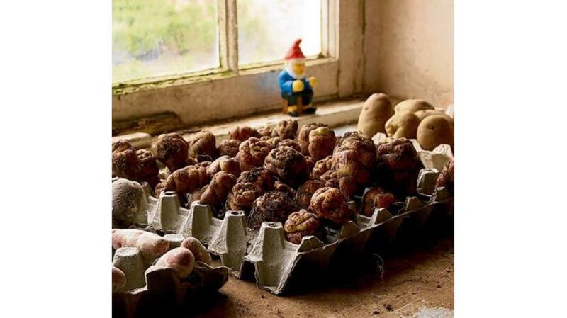 Potatoes 'chitting'. Photographs: Richard Johnston