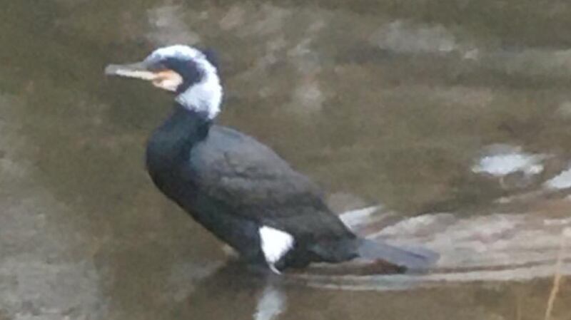 Cormorant