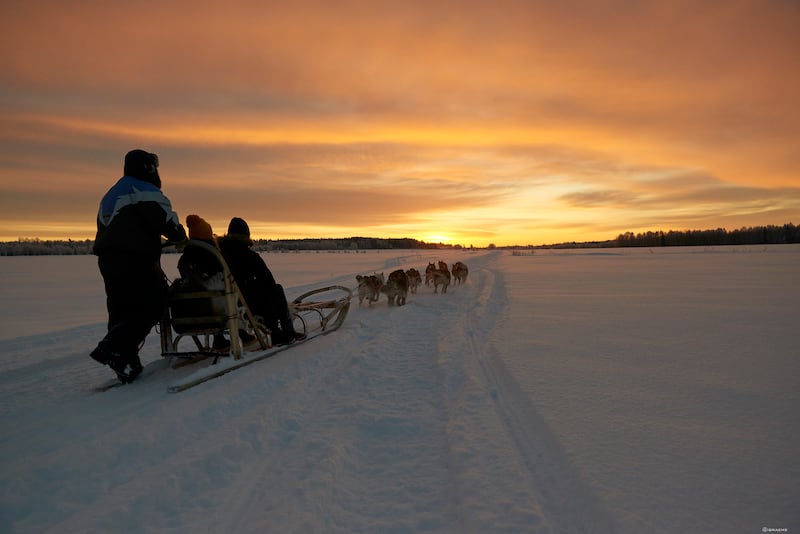 Becky always recommends a husky sledding adventure when in Swedish Lapland