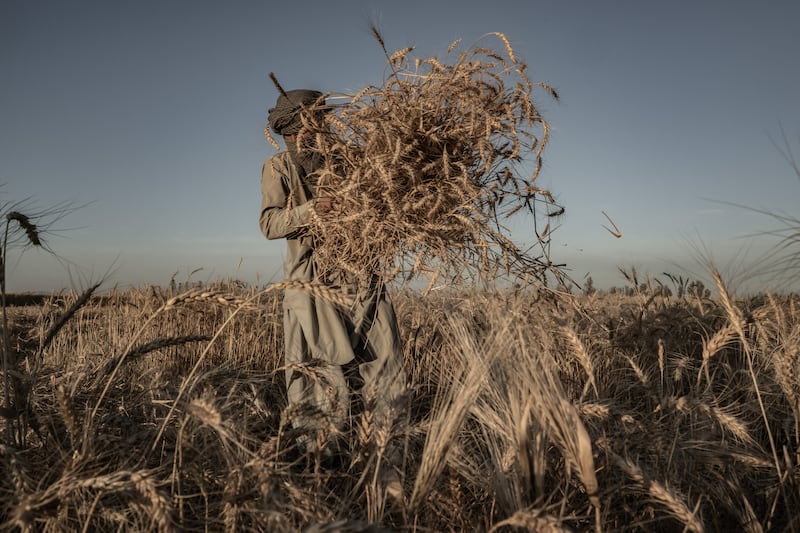 A farmer harvests a small plot of wheat in southwest Afghanistan’s arid Bakwa district, where poppies were once extensively cultivated, on April 23, 2023. Photograph: Bryan Denton/The New York Times