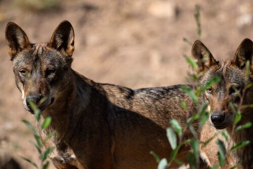 Europe’s political divide over the return of wolves