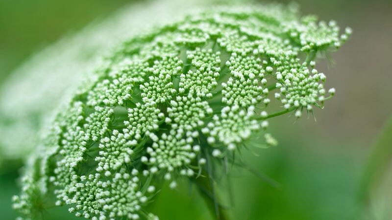 Close-up of the umbelliferous flower of Ammi majus