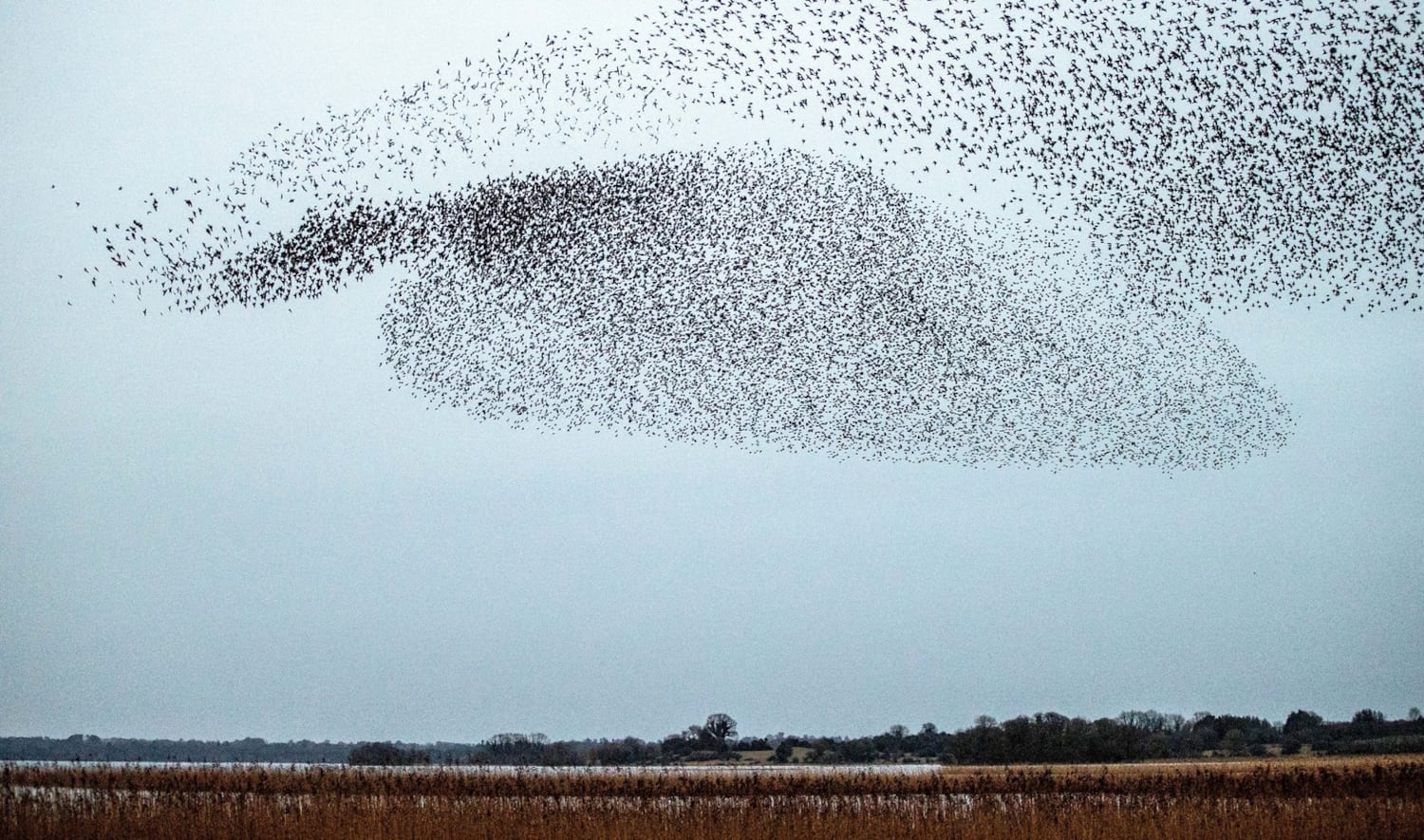 Murmurations over Lough Ennell – The Irish Times