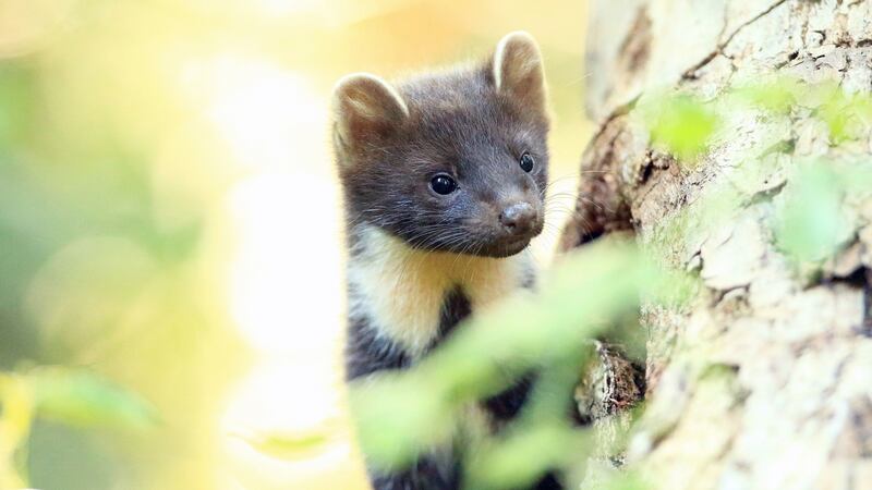 Pine martens are helping red squirrel populations recover, since the greys are easier for the martens to catch. Photograph:  Ronald Surgenor