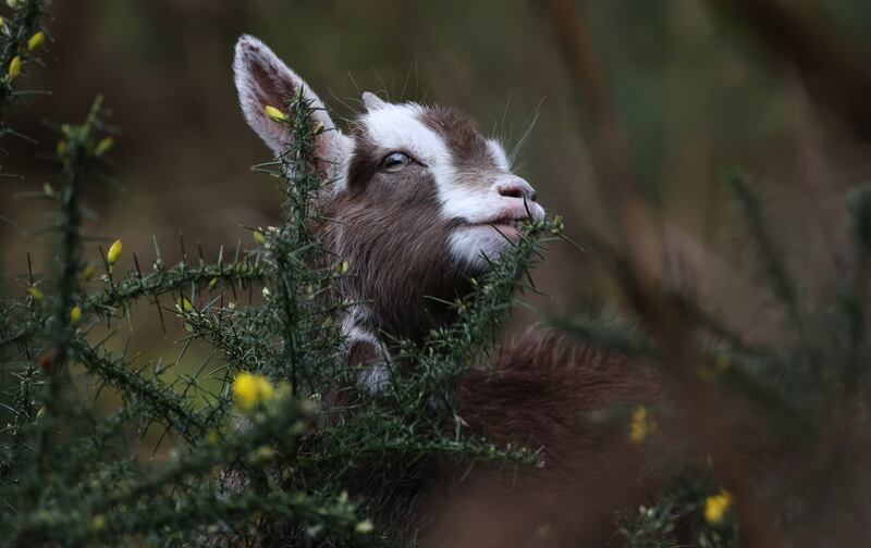 A kid goat among the gorse flowers in Glenmalure, Co Wicklow.  Photograph: Nick Bradshaw