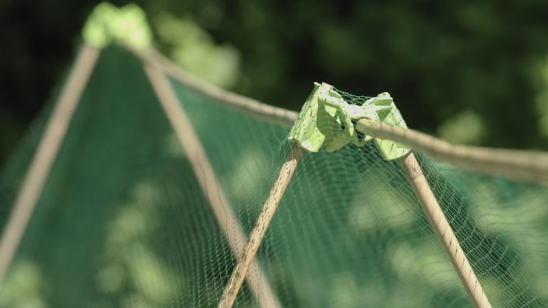 Remember to net fruit bushes