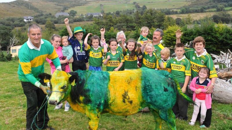 Avid Kerry football fan Brendan O’Connor has his animals decked out in the green and gold colours in advance of the All Ireland football final. Brendan is pictured here with his prized Belgium Blue calf. Photograph: Eamonn Keogh