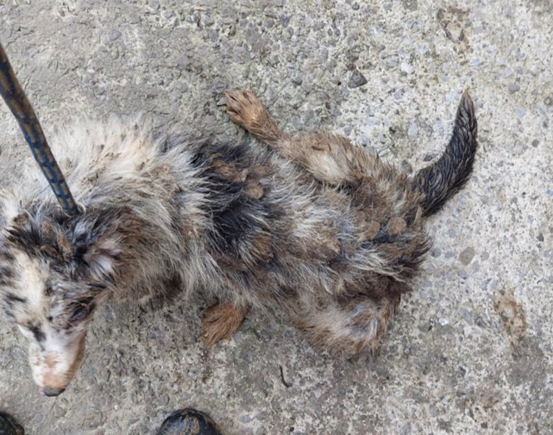 A collie pup, found with a dirty, matted coat, on the property of Vasyl Fedoryn, at Charleville, Co Cork. Photograph: ISPCA