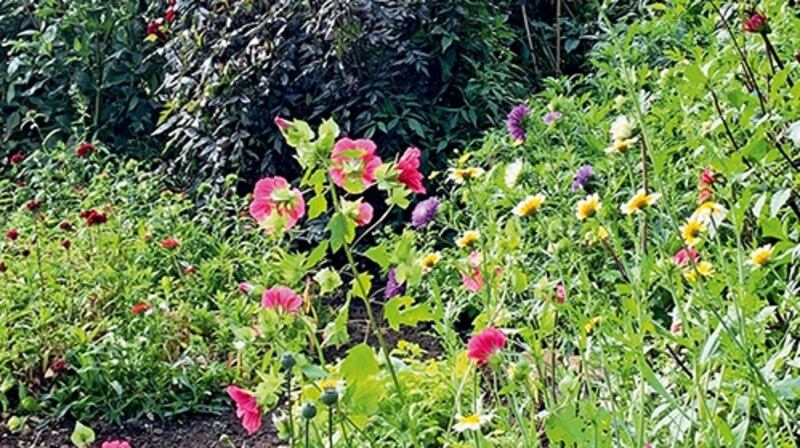 The garden. Cath has always been obsessed with having plants and flowers in the house. Part of her plan for the garden was to have something to pick all year round. Photograph: by Christopher Simon Sykes.