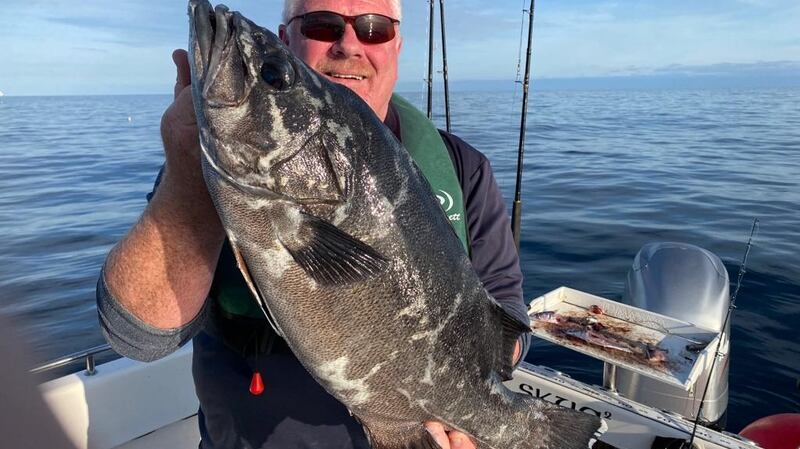 A potential new Irish record stone basse of 13lb 6oz, caught by Jim Clohessy fishing out from Cork Harbour.