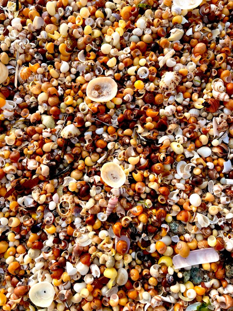 Seashells washed up on Trá an Éadain on Mason Island. Photograph: Simon Carswell