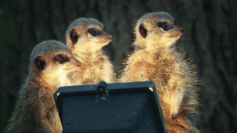 Meerkats at Dublin Zoo warm up with the help of heat lamps when cold weather hits. Photograph: Dara Mac Dónaill