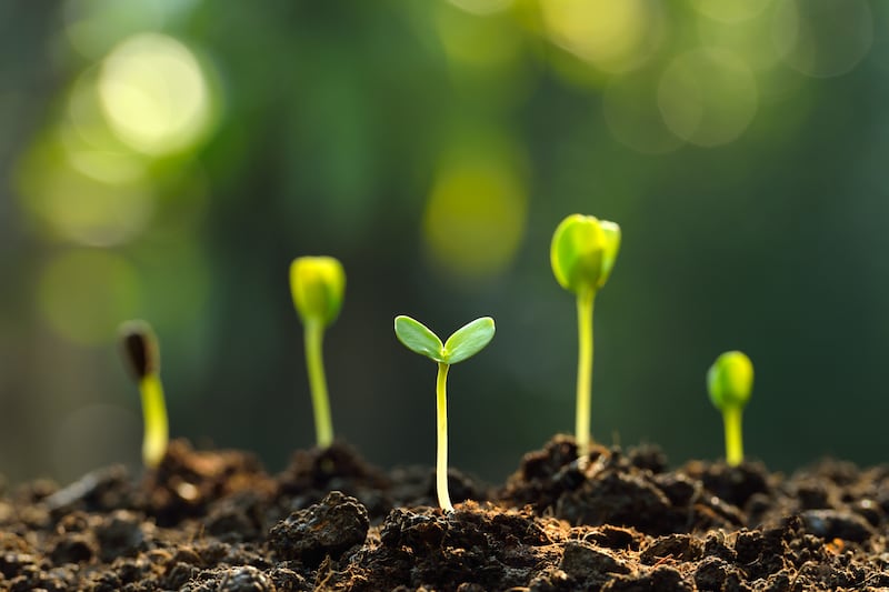 Every square metre of soil has its distinct seed bank