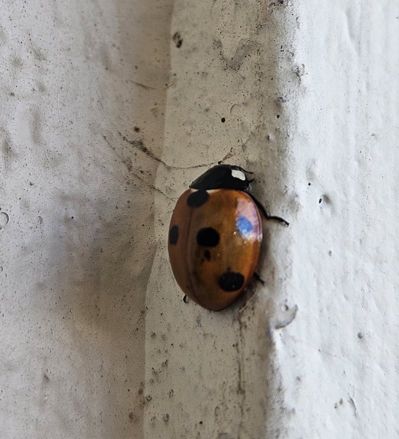 Seven-spot ladybird. Photograph supplied by Jason Cross

