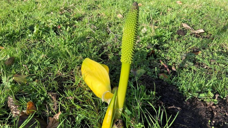 American skunk-cabbage.