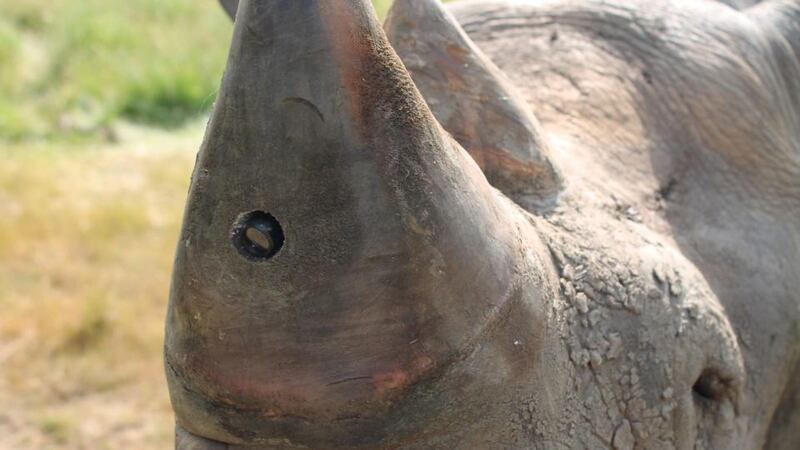 Poachers realise that any animal that's got one of these collars or units attached to it is basically off the list