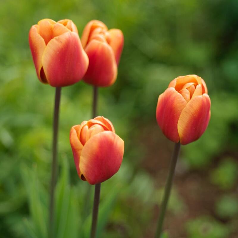 Tulip ‘Cairo’. Photograph: Richard Johnston