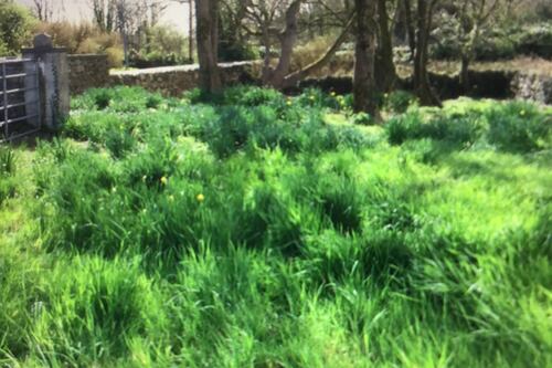 Why didn’t my daffodils bloom? It’s probably ‘daffodil blindness’