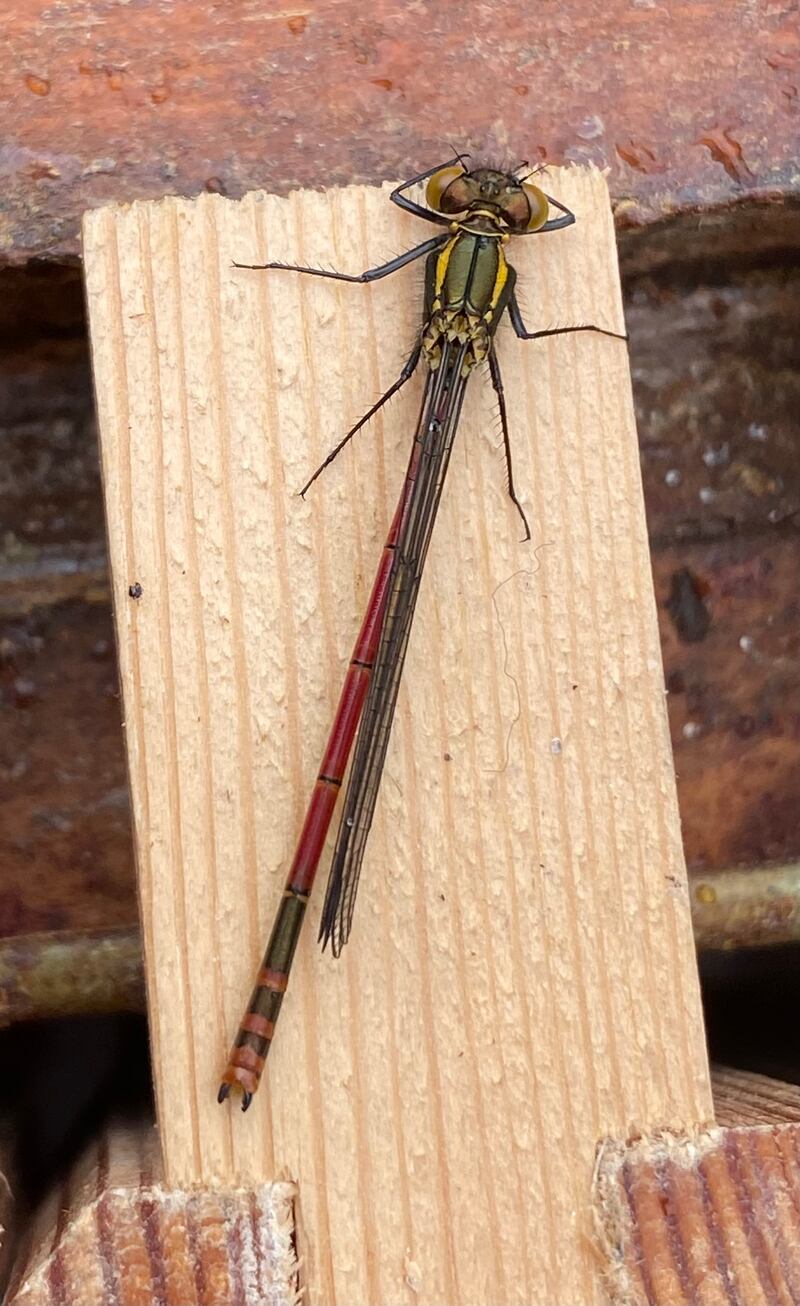 Large red damselfly. Photograph supplied by John  Mason