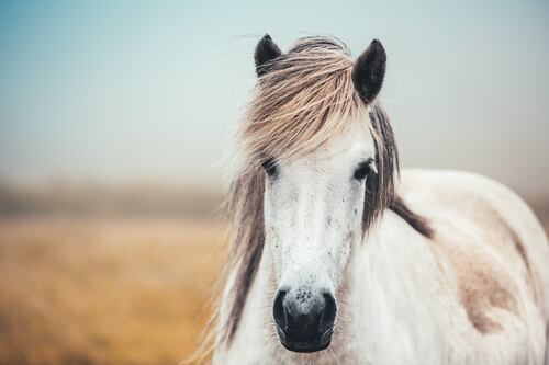 Poem of the Week: Horse