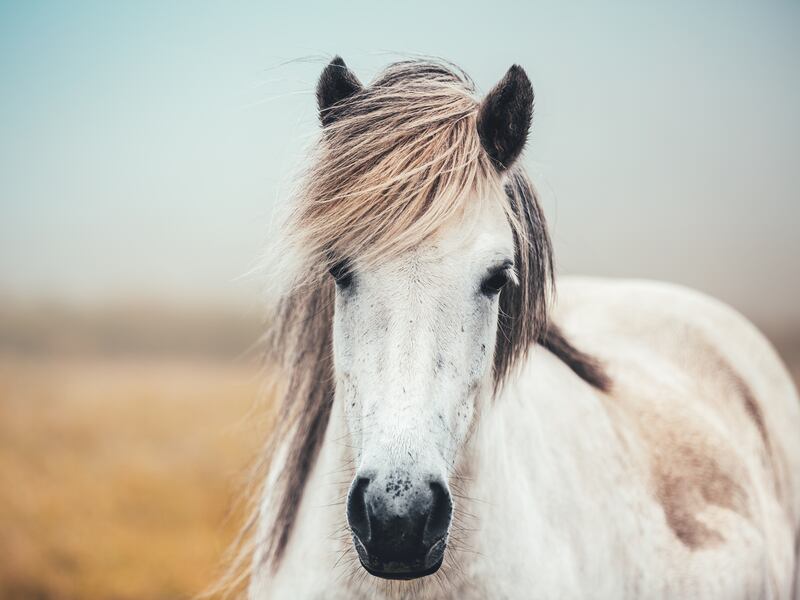 Poem of the Week: Horse