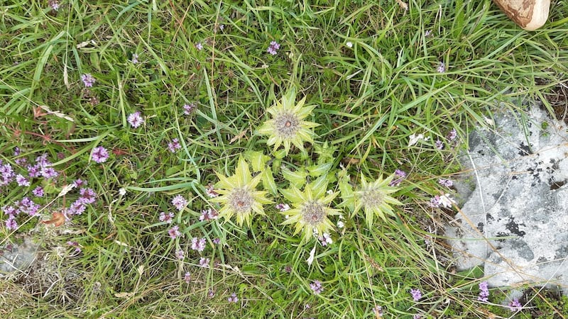 Carline thistle spotted by Margaret Monks in the Burren, Co Clare