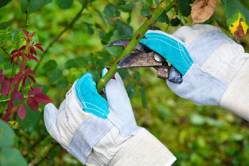 A gardener prune a rose bush in autumn. Photograph: Alamy/PA