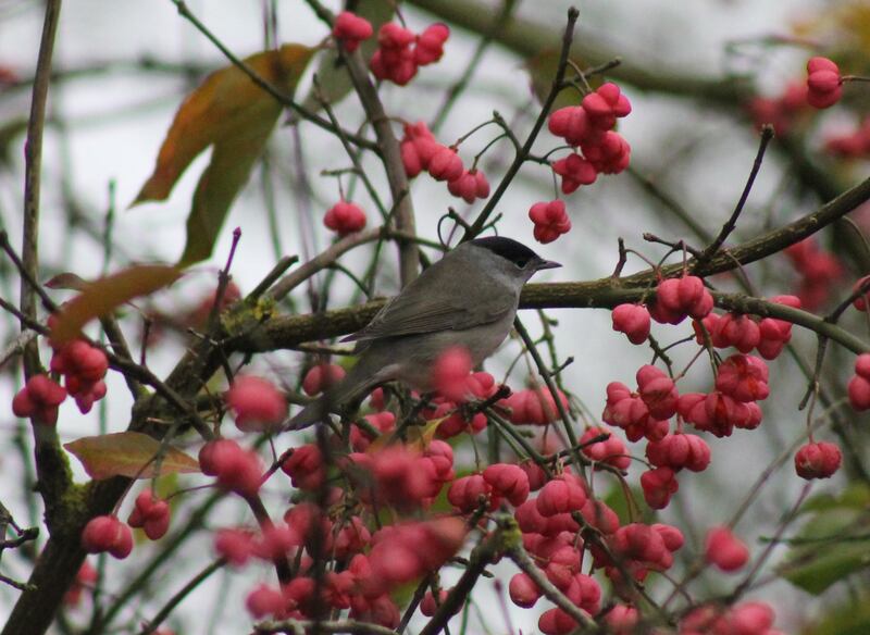 Spindle berries. Photograph supplied by Fintan Cullen