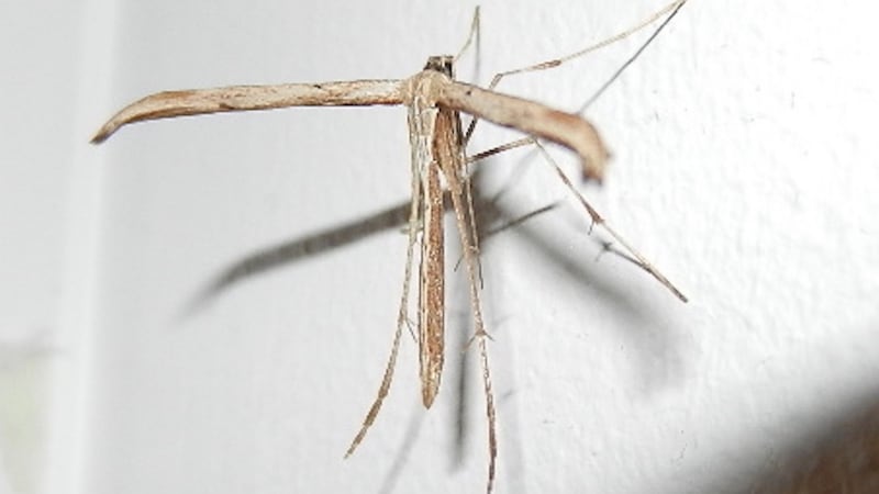 Little fellow: the common plume moth that came into Liz McCarthy’s home