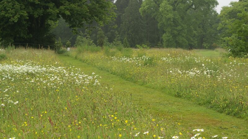 The wildflower meadows at Kilmacurragh Botanic Gardens in Co Wicklow. Photograph:  Richard Johnston