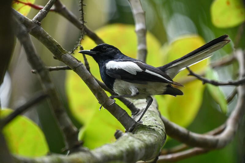 'I step over to the window and I am looking down now on the tree where our magpie couple are furnishing their new spring home...' Photograph: Roslan Rahman/AFP/Getty