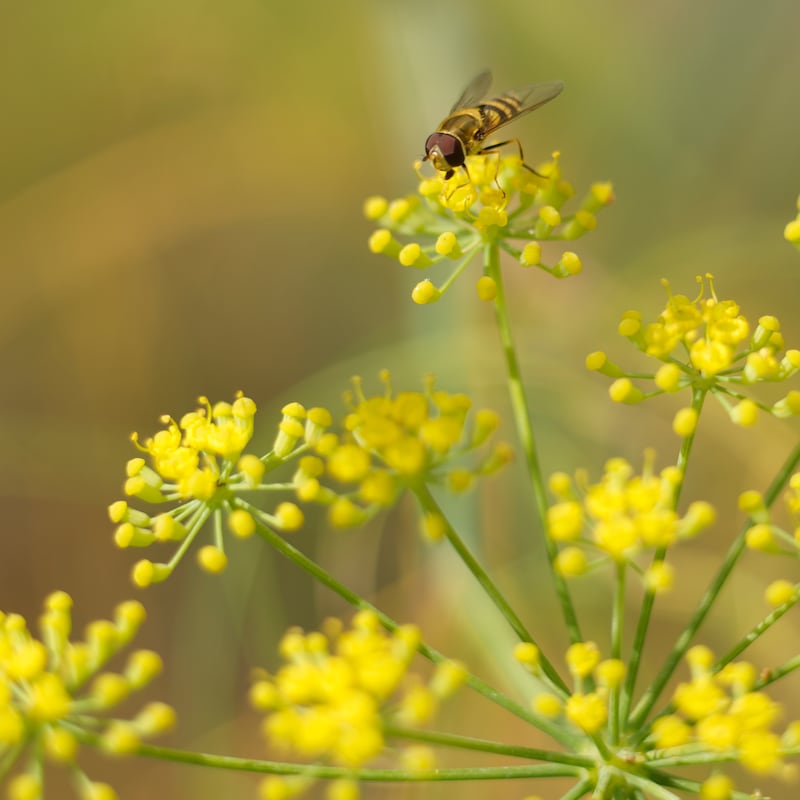 A hoverfly feeds on fennel flowers. Photograph: Richard Johnston