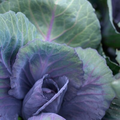 Cabbage growing in an Irish garden. It needs to be protected from cabbage root fly. Photograph: Richard Johnston