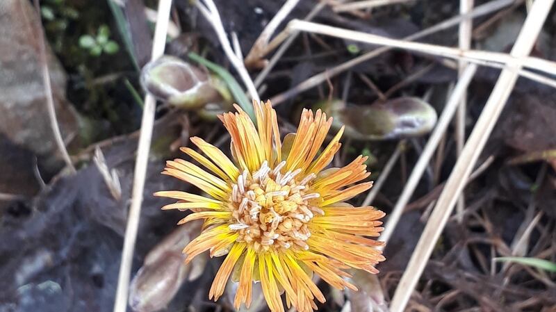 A coltsfoot flower.