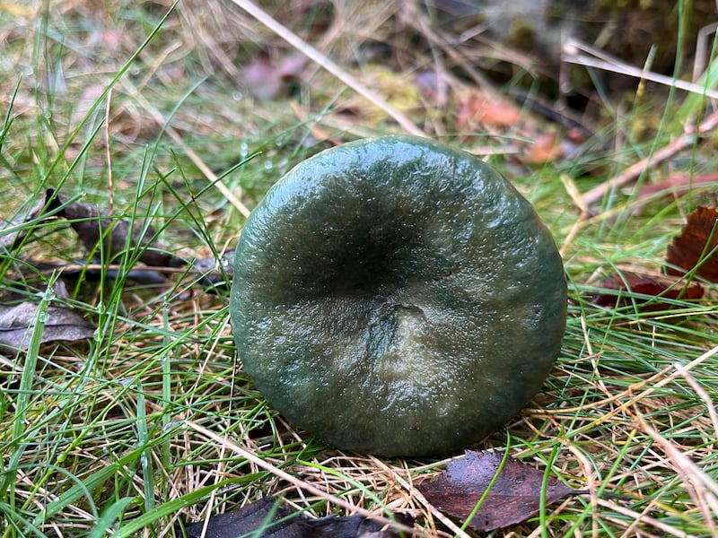 Verdigris agaric. Photograph: Áine Cloghjordan