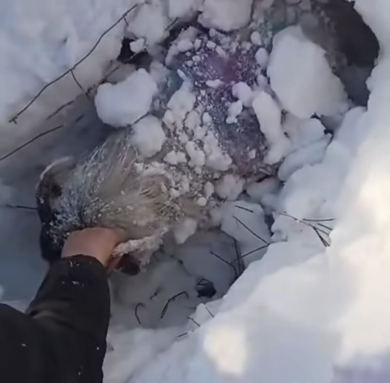 A sheep being rescued in the Galtee Mountains