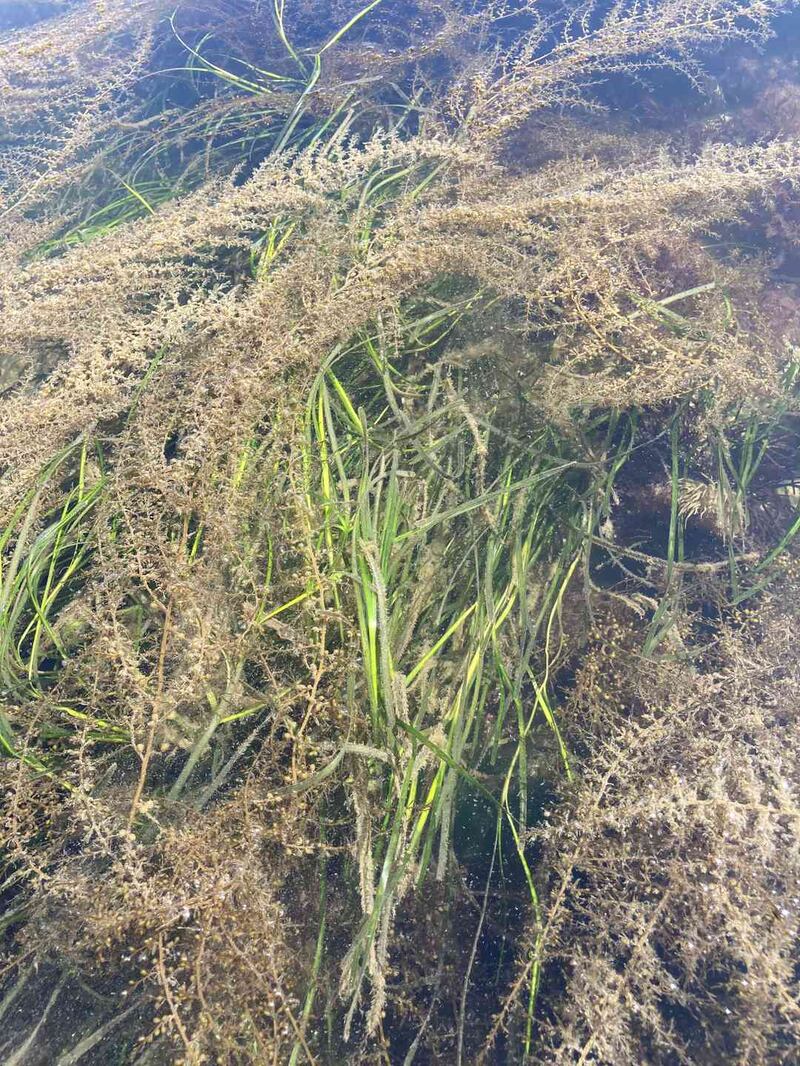 The invasive species Sargassum muticum taking over the seagrass meadow at Kilmore Quay